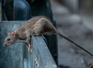 Крысиное нашествие во Владивостоке. Десятки хвостатых копошатся в урнах