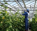 Теплицы Приморья обещают завалить местные прилавки овощами и зеленью
