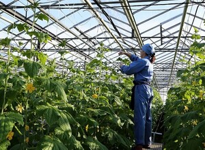 Теплицы Приморья обещают завалить местные прилавки овощами и зеленью