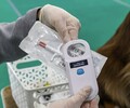 Чип или штраф: в Приморье начали наказывать владельцев собак