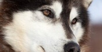 Итальянским сенаторам разрешили приходить на работу с собаками