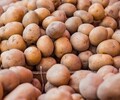 В Приморье запретили ввоз китайского картофеля из-за опасной болезни 